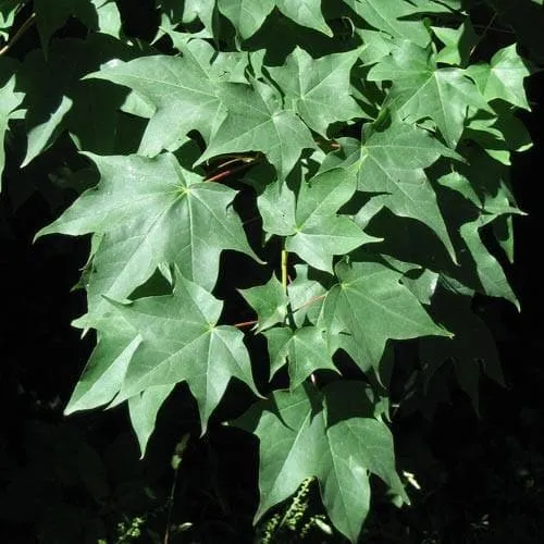 Acer cappadocicum