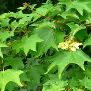 Acer cappadocicum