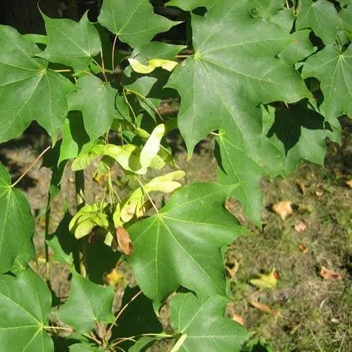 Acer cappadocicum