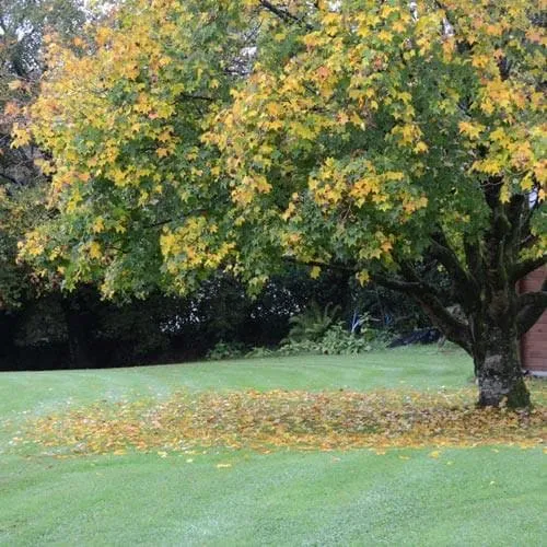 Acer cappadocicum