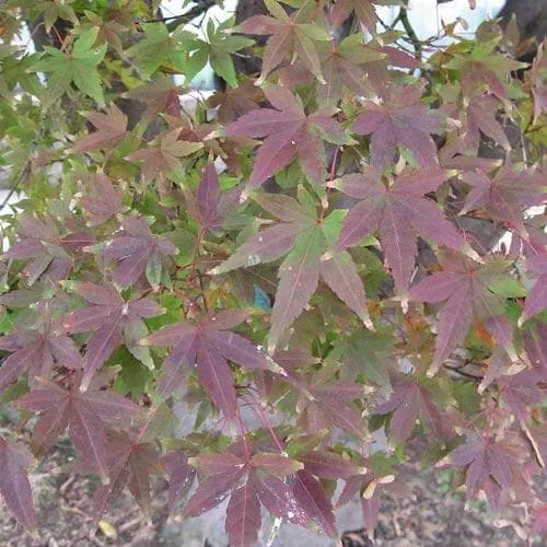 Acer palmatum Atropurpureum