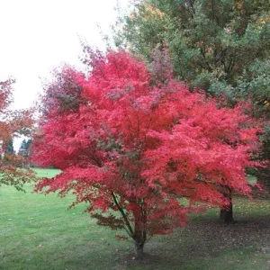 Acer palmatum Atropurpureum