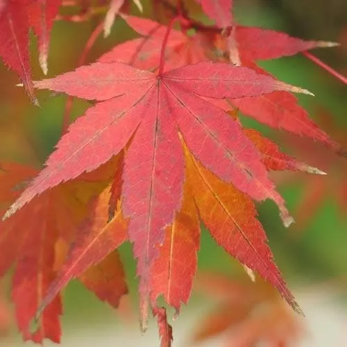 Acer palmatum Atropurpureum