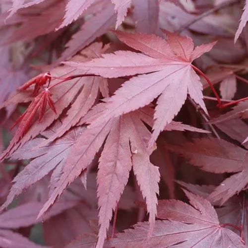 Acer palmatum Atropurpureum