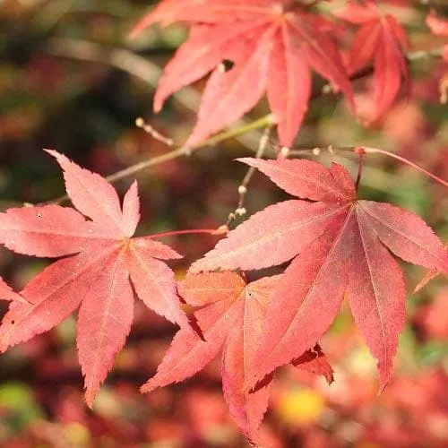 Acer palmatum Atropurpureum