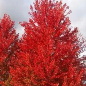 Acerxfreemanii Autumn Blaze 300mm