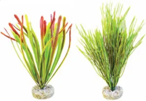 ACORUS VIVARIUM