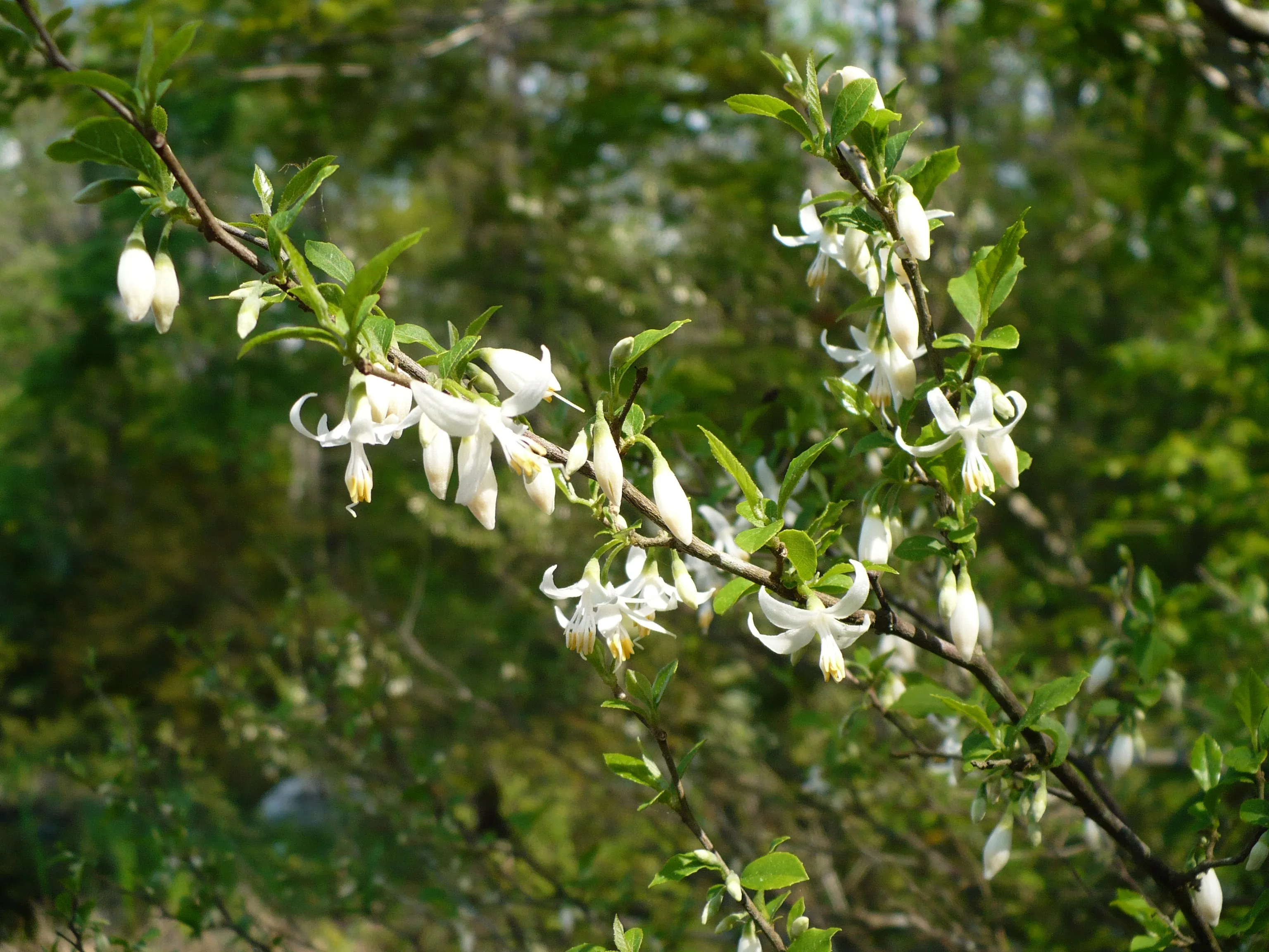 American Snowbell  10 Seeds  Styrax americanus  USA Company