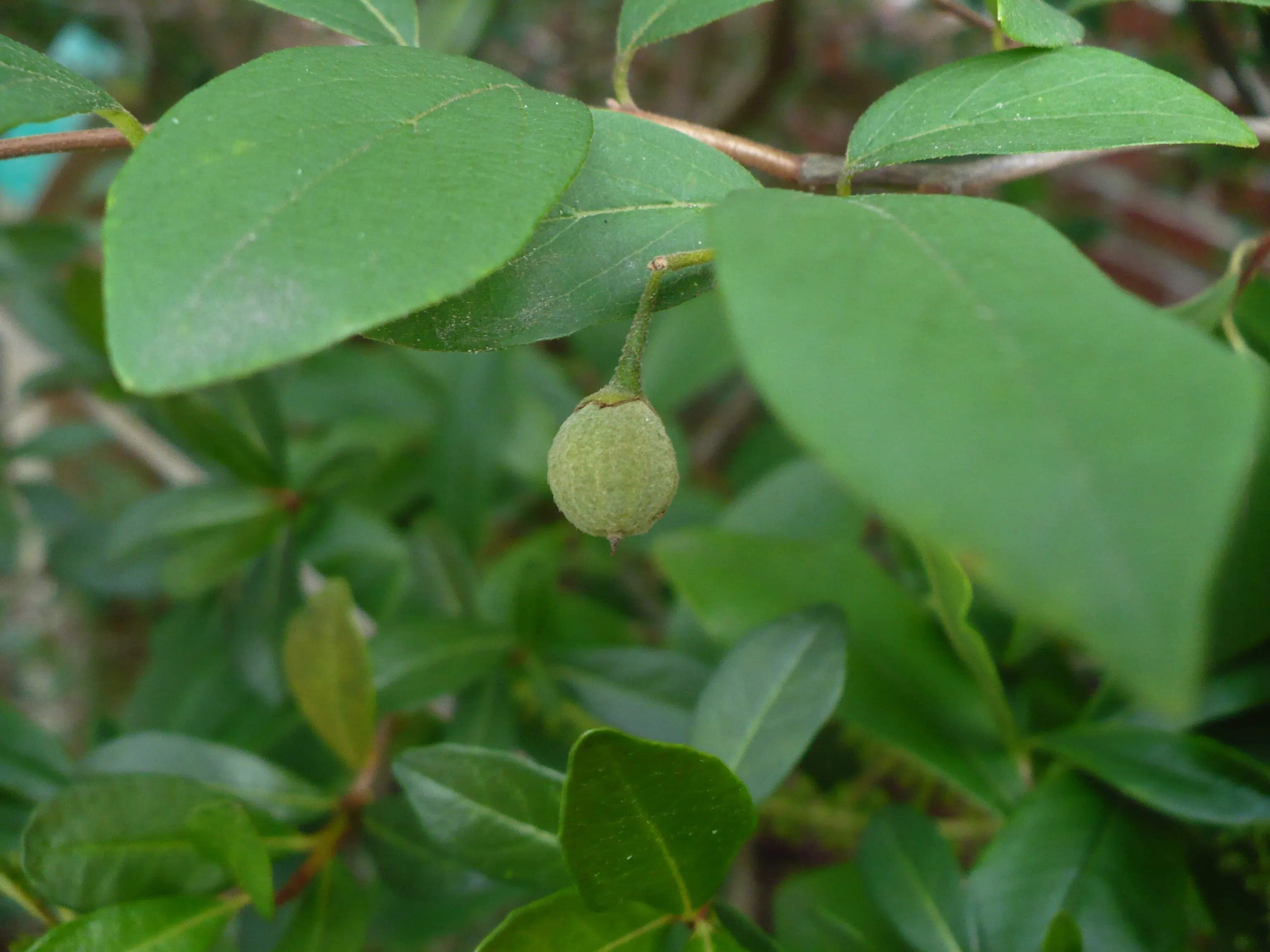 American Snowbell  10 Seeds  Styrax americanus  USA Company