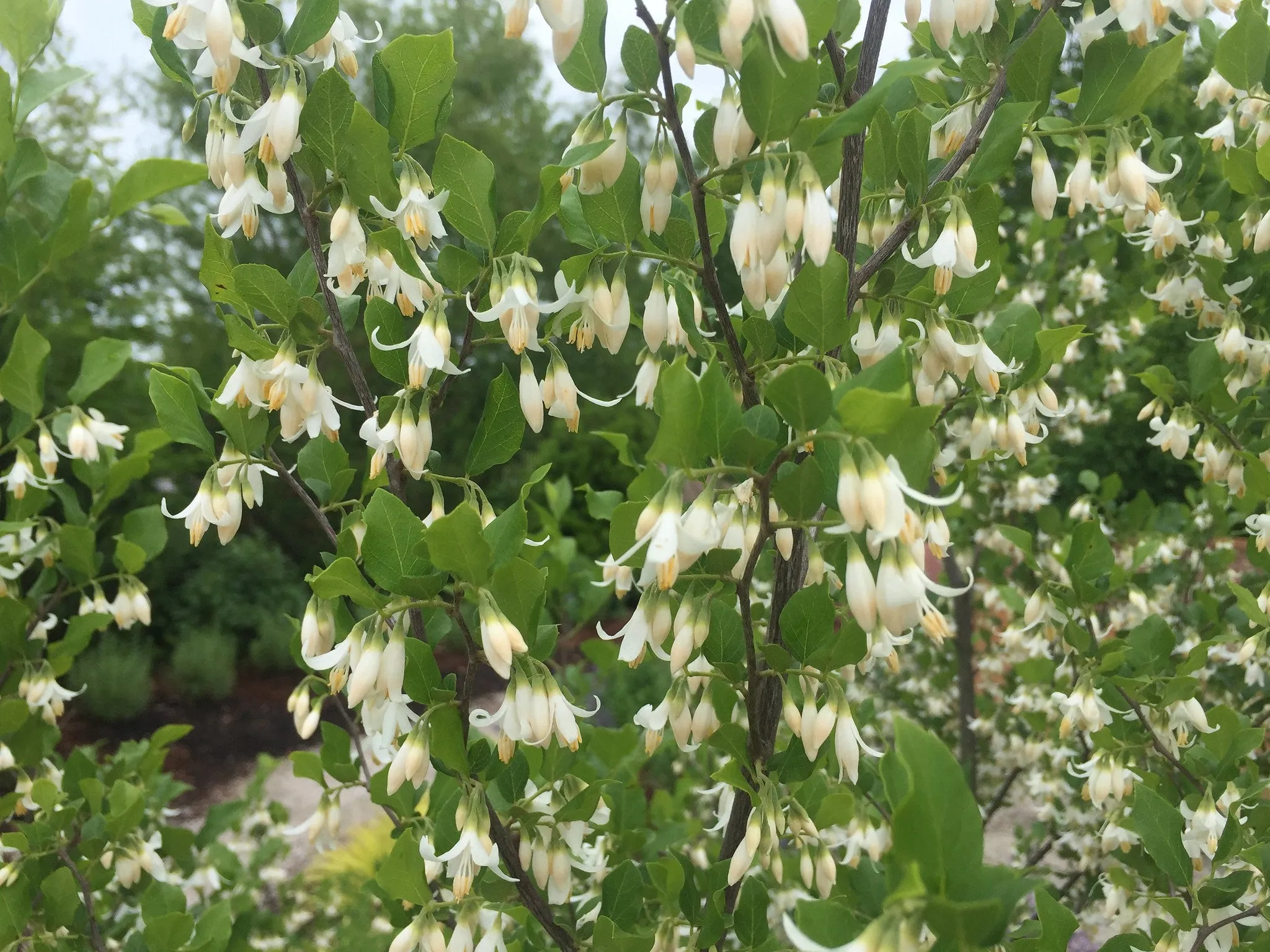 American Snowbell  10 Seeds  Styrax americanus  USA Company
