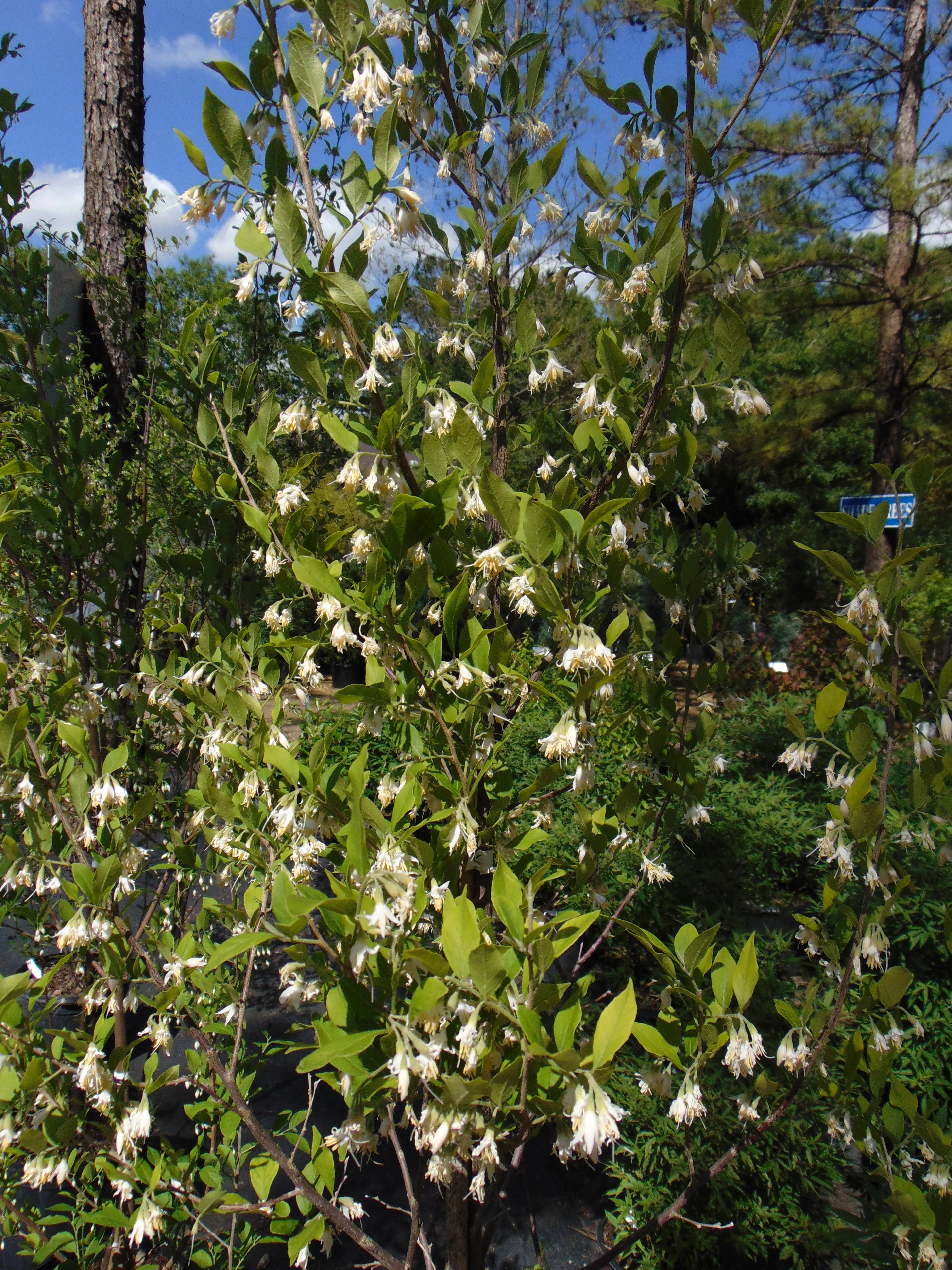 American Snowbell  10 Seeds  Styrax americanus  USA Company