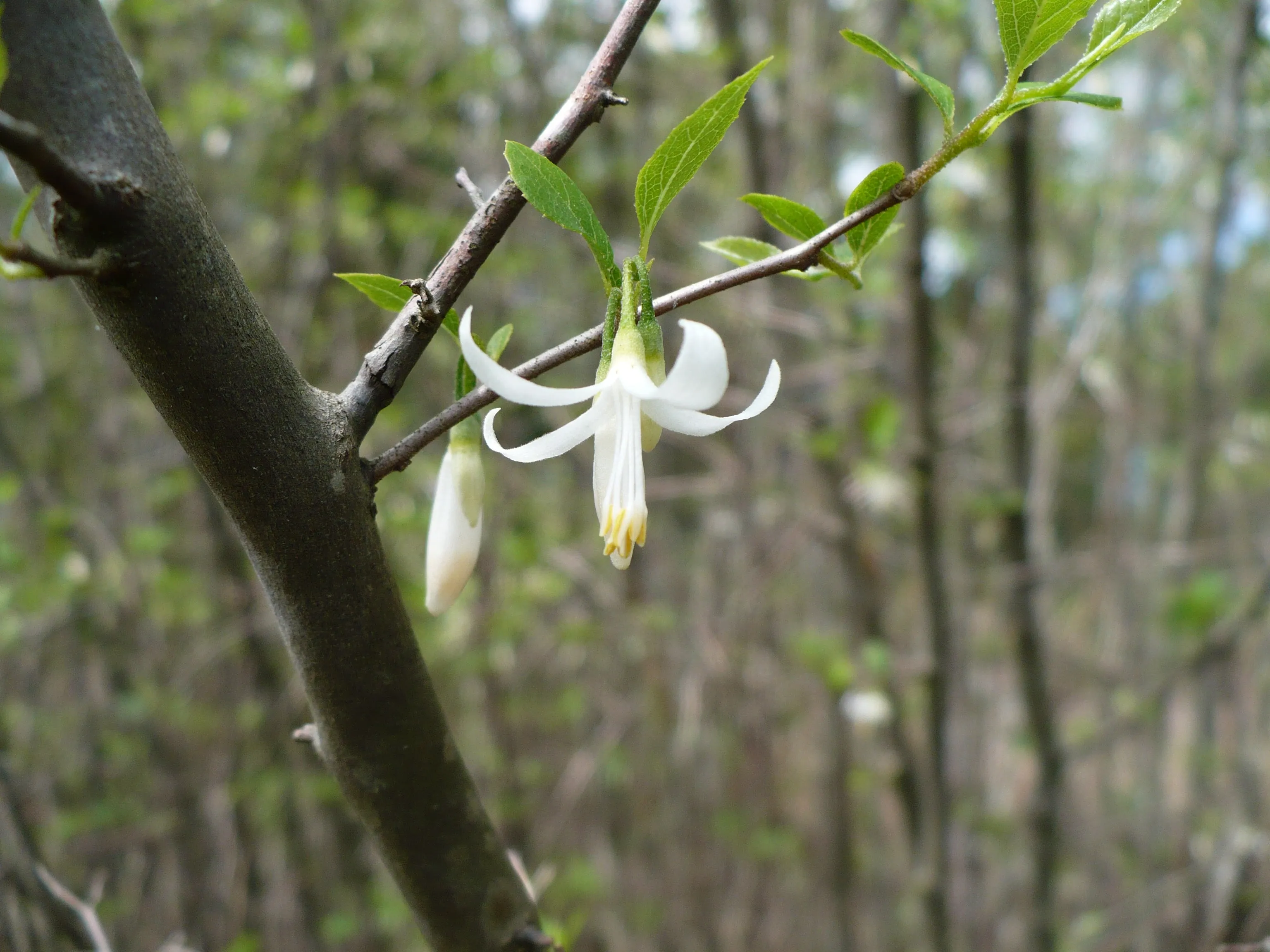 American Snowbell  10 Seeds  Styrax americanus  USA Company