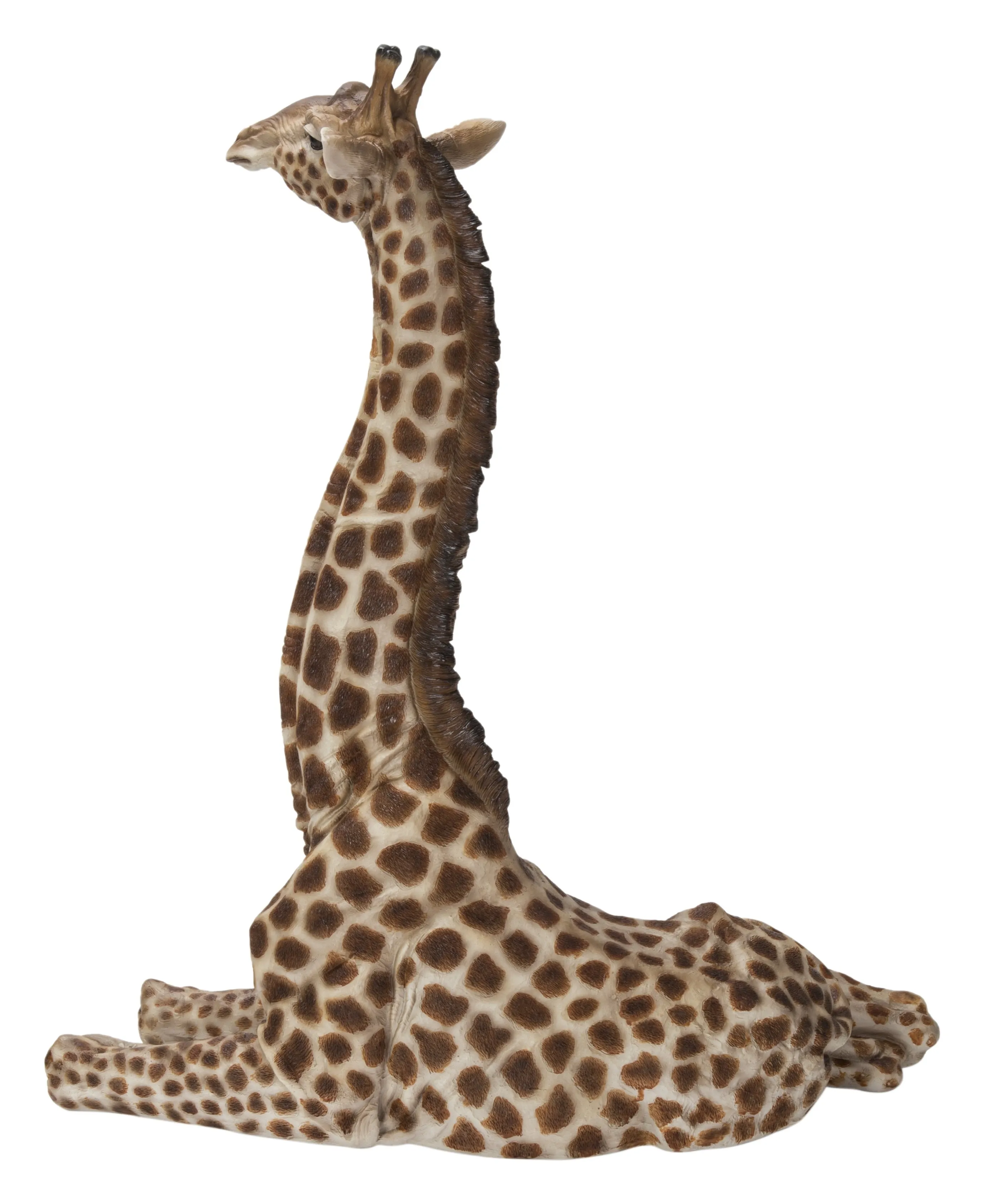 Baby Giraffe Lying