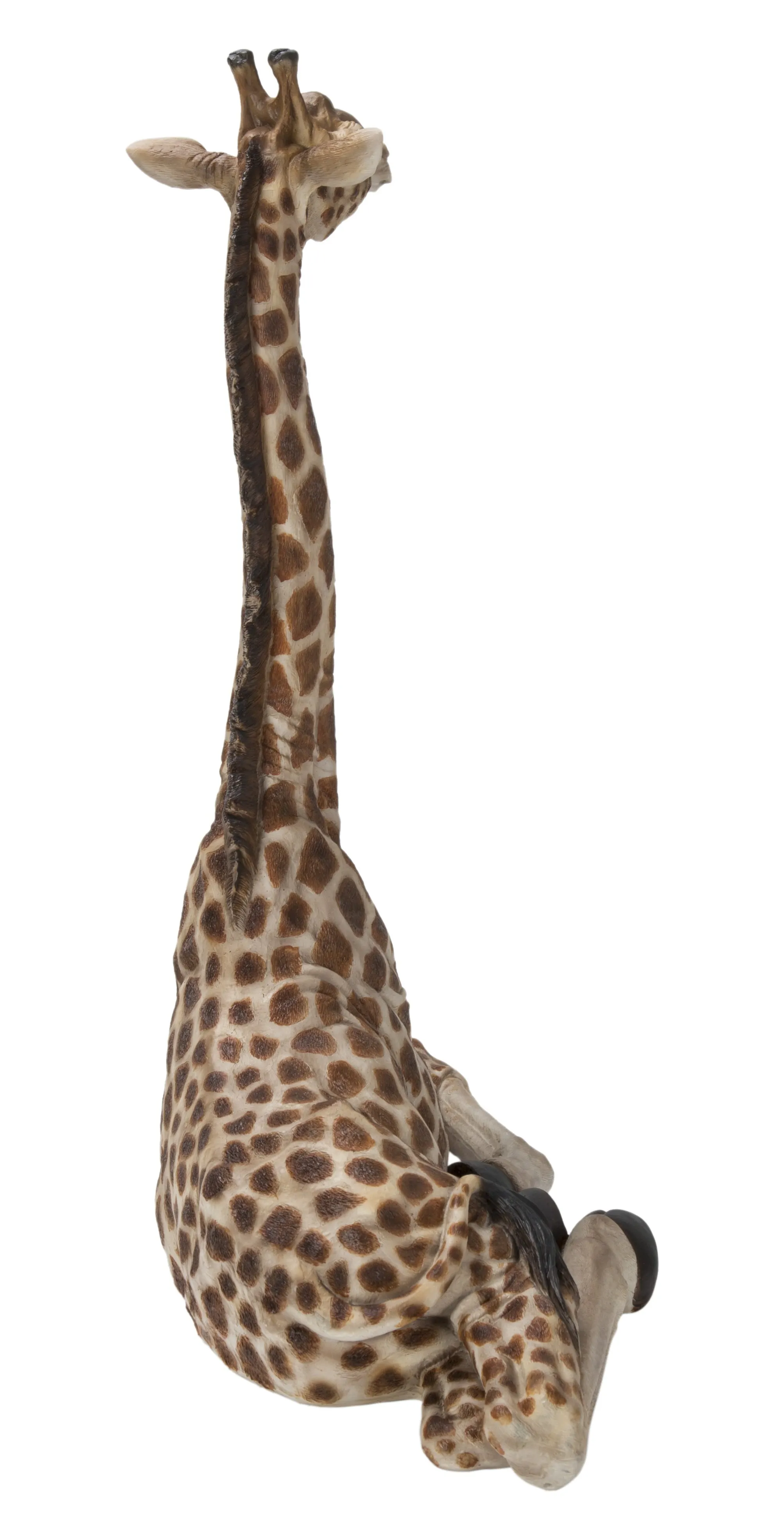 Baby Giraffe Lying