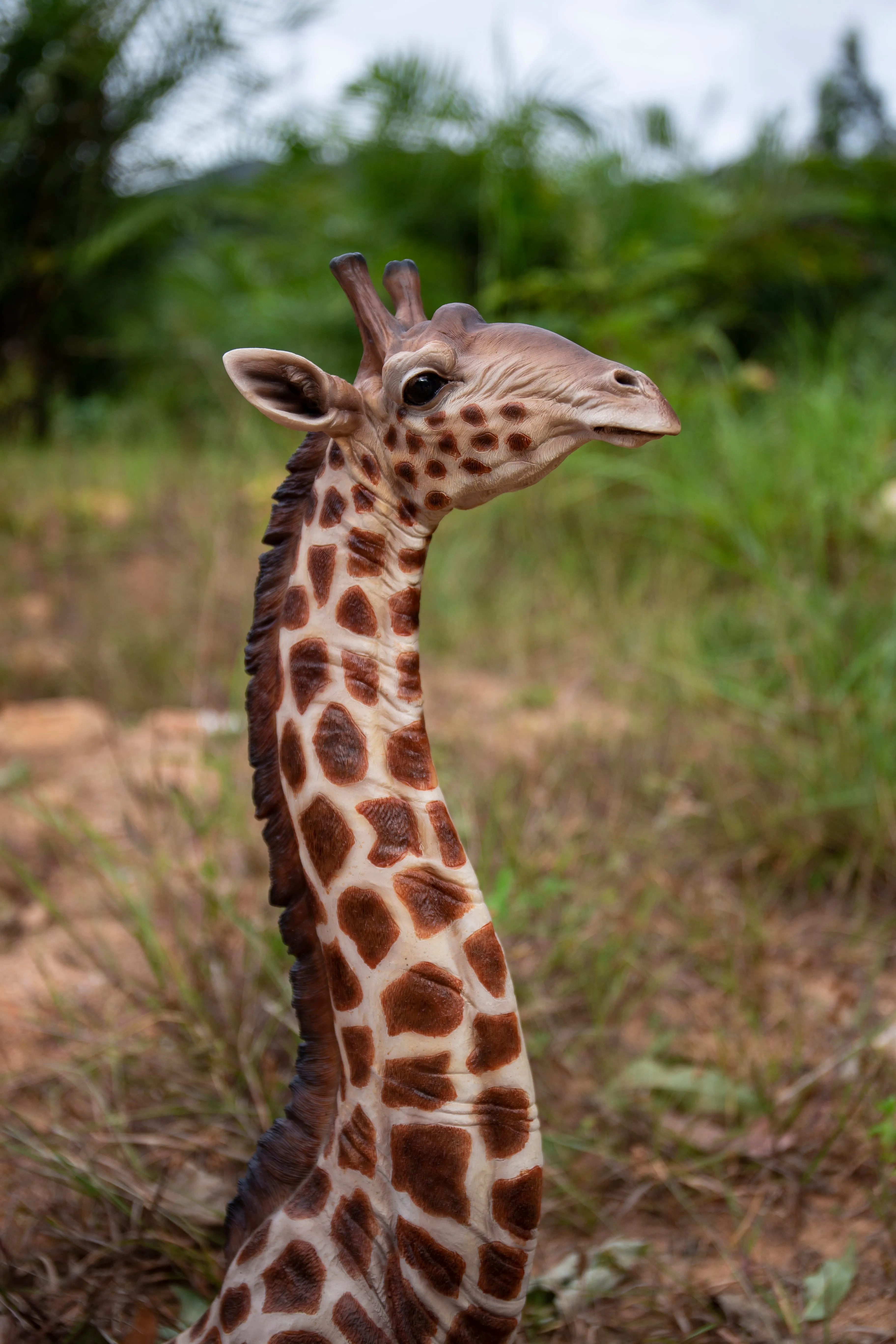 Baby Giraffe Lying