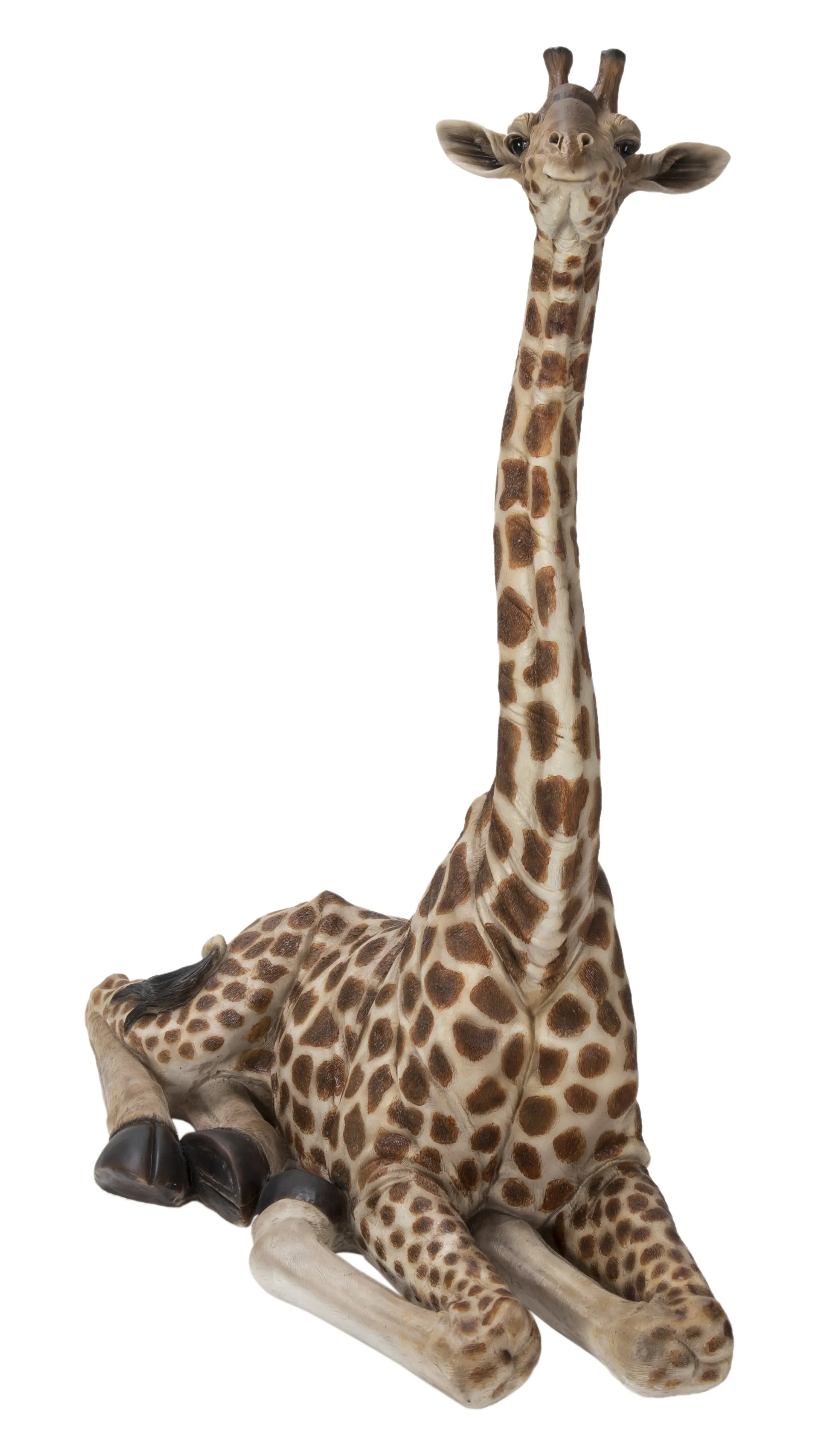 Baby Giraffe Lying