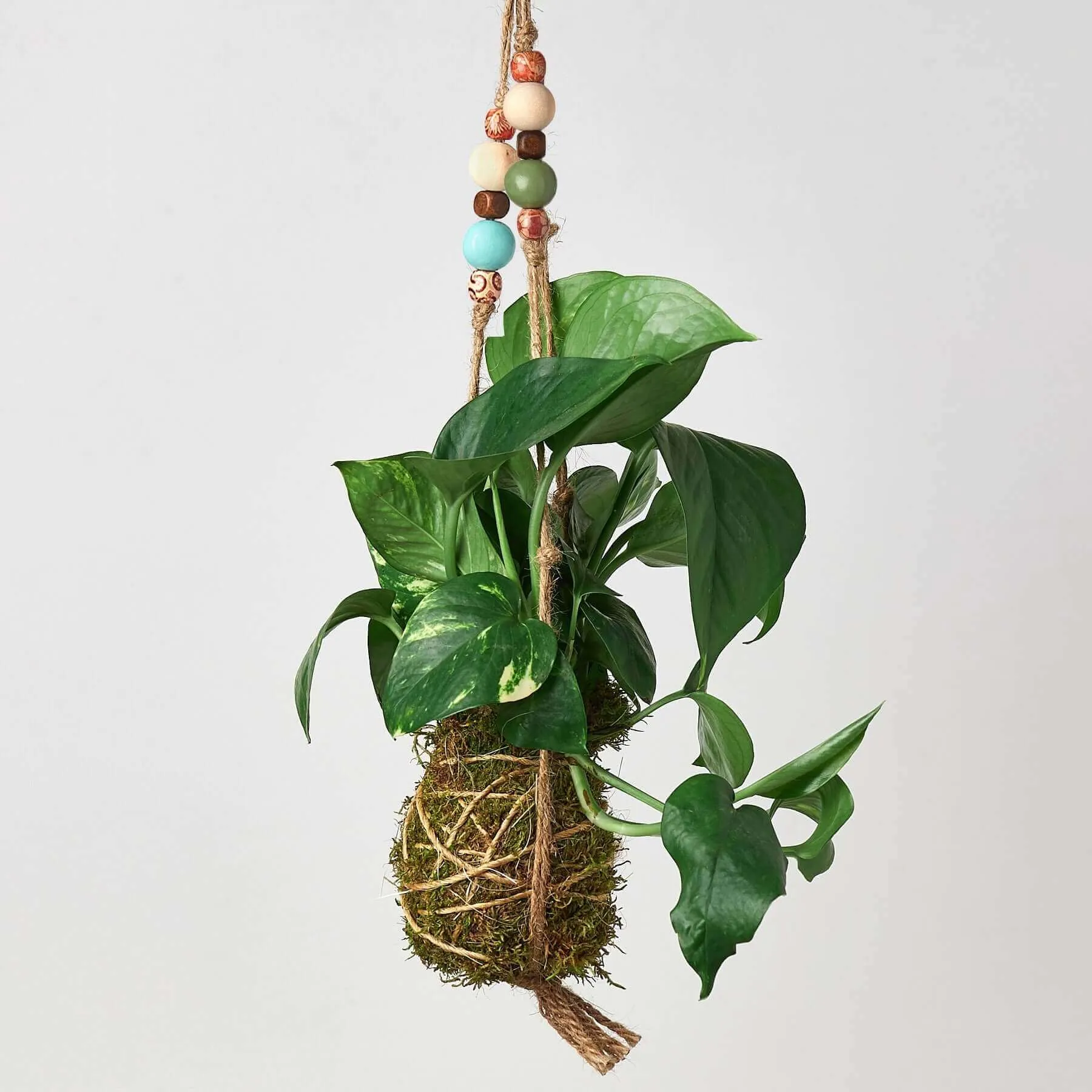 Bead Kokedama Moss Ball Hanging Plant