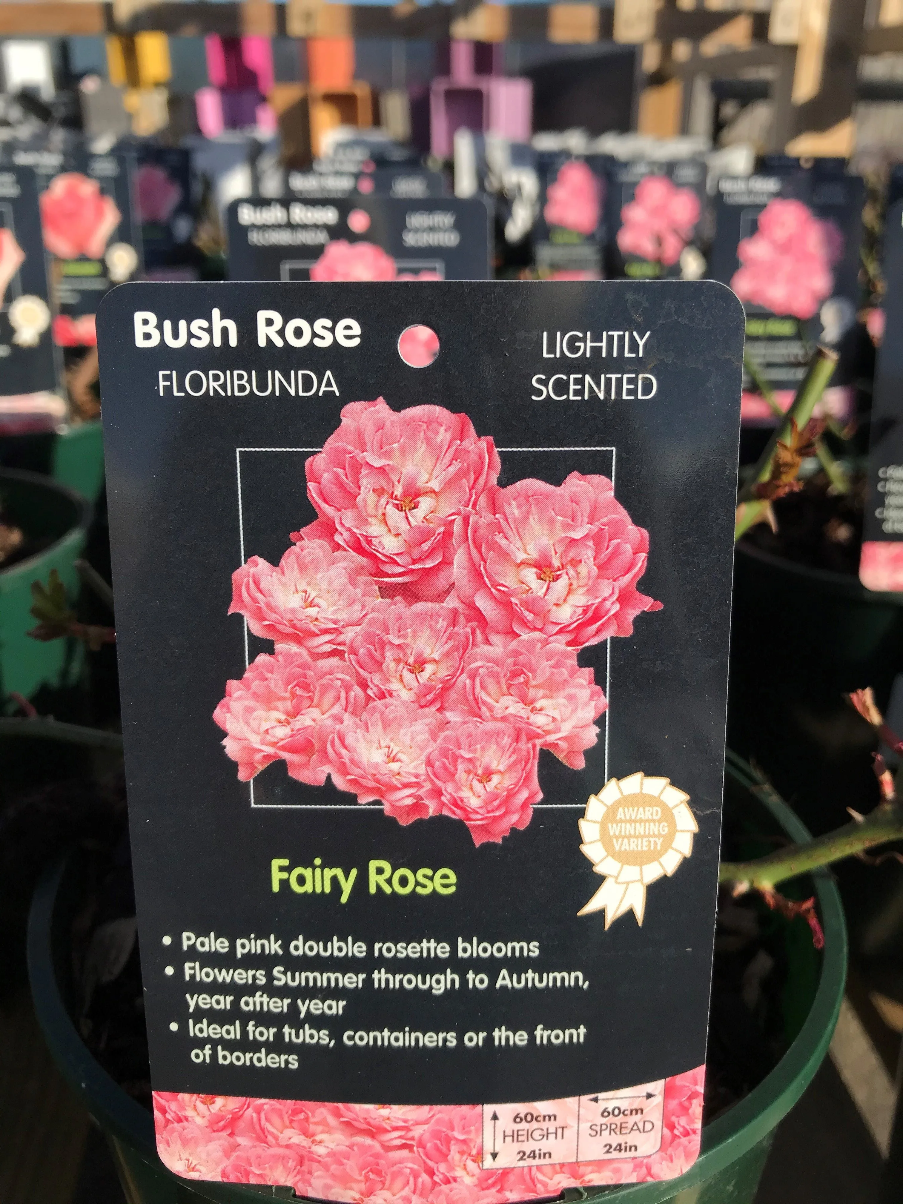 Bush Roses - Pinks/Blue, 3L