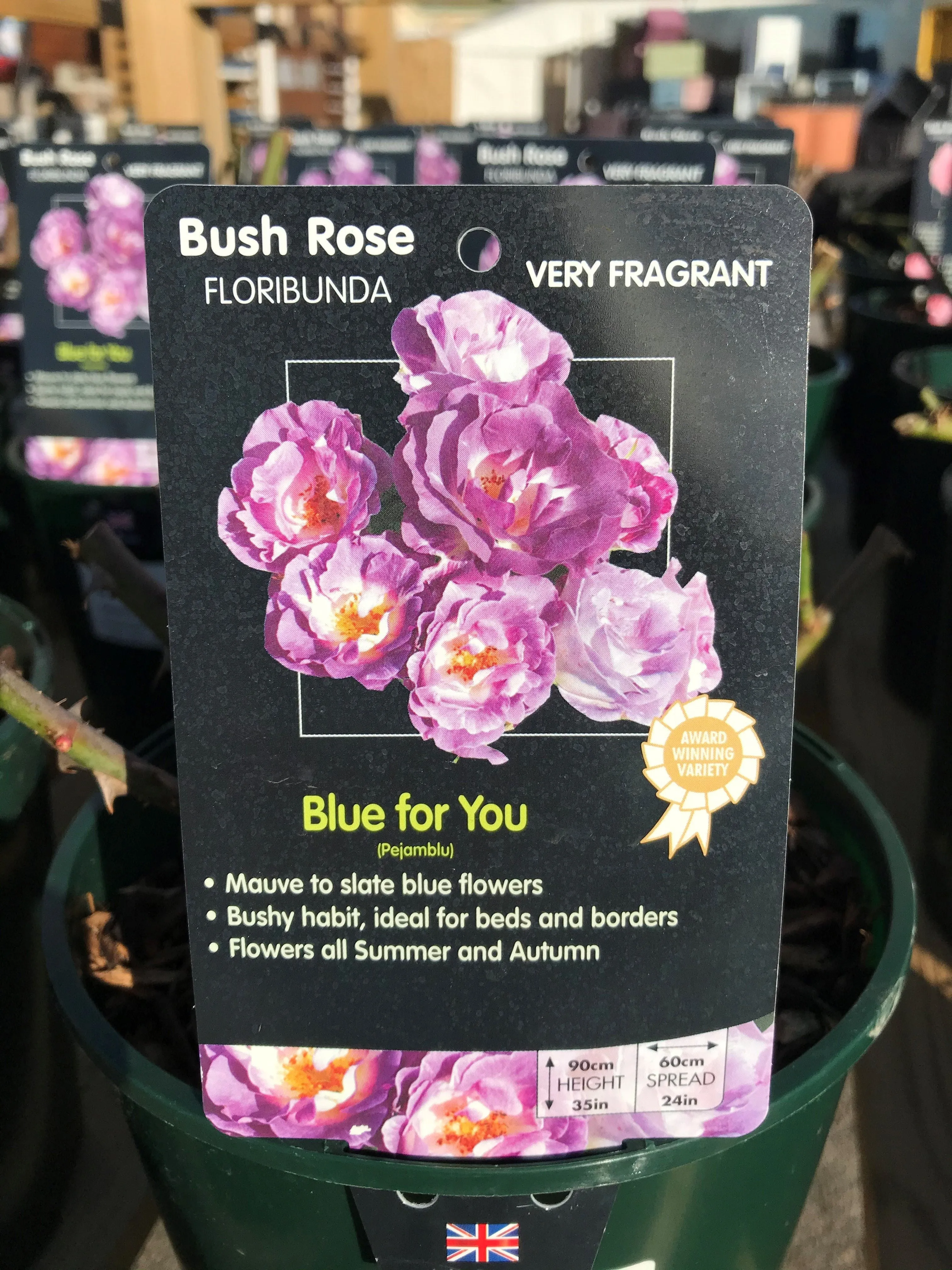 Bush Roses - Pinks/Blue, 3L