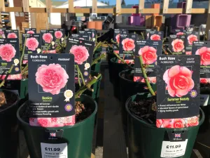 Bush Roses - Pinks/Blue, 3L