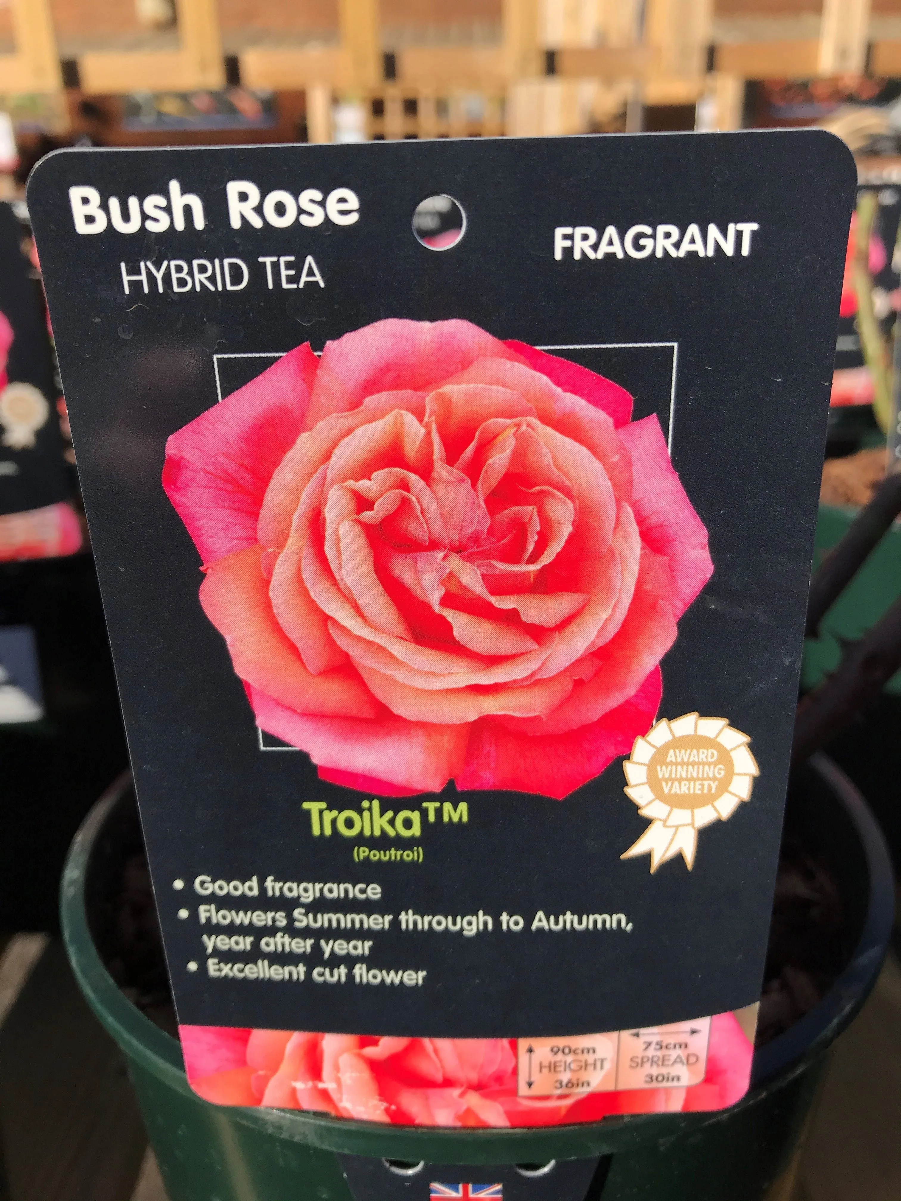 Bush Roses - Pinks/Blue, 3L