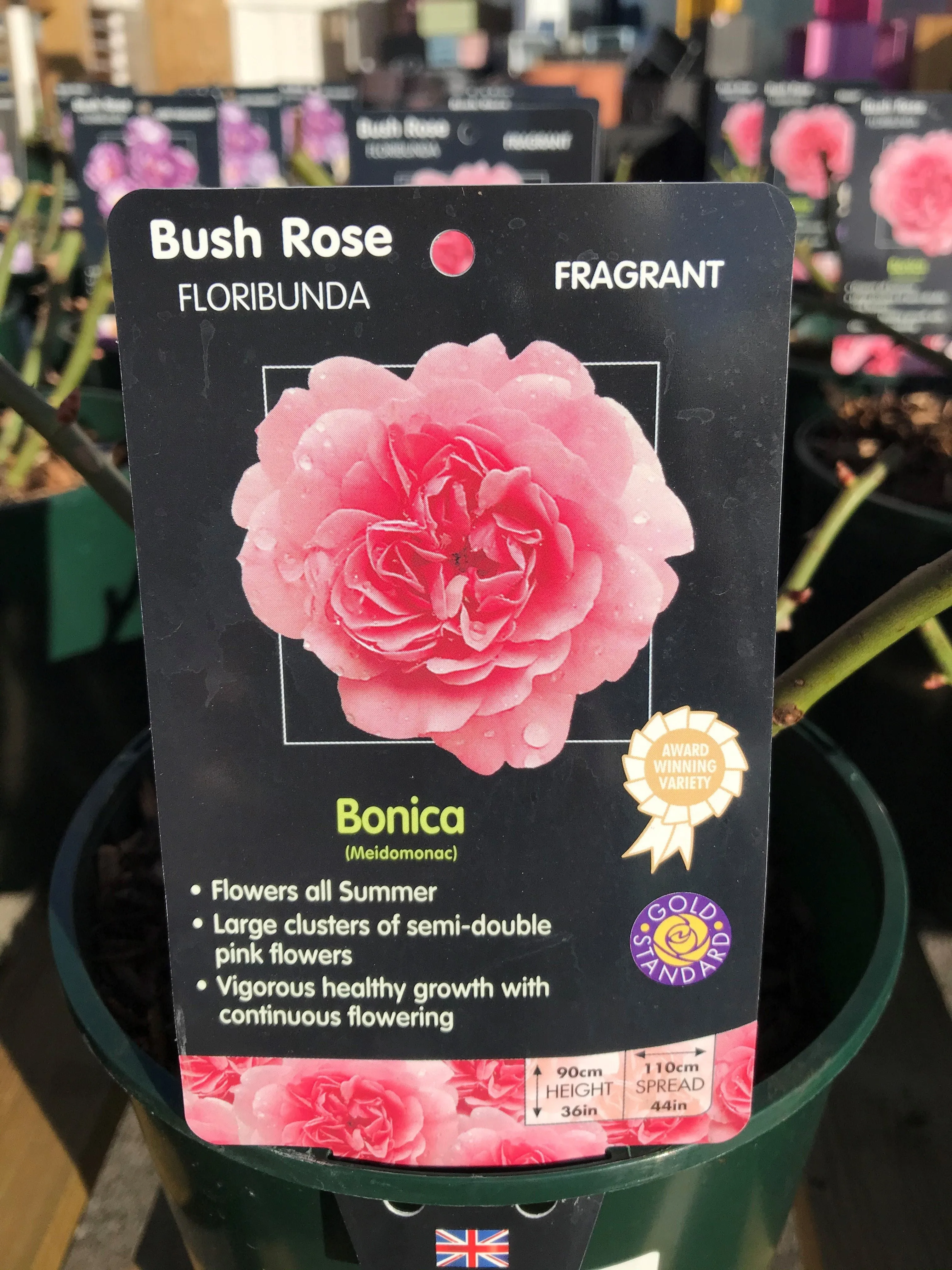 Bush Roses - Pinks/Blue, 3L