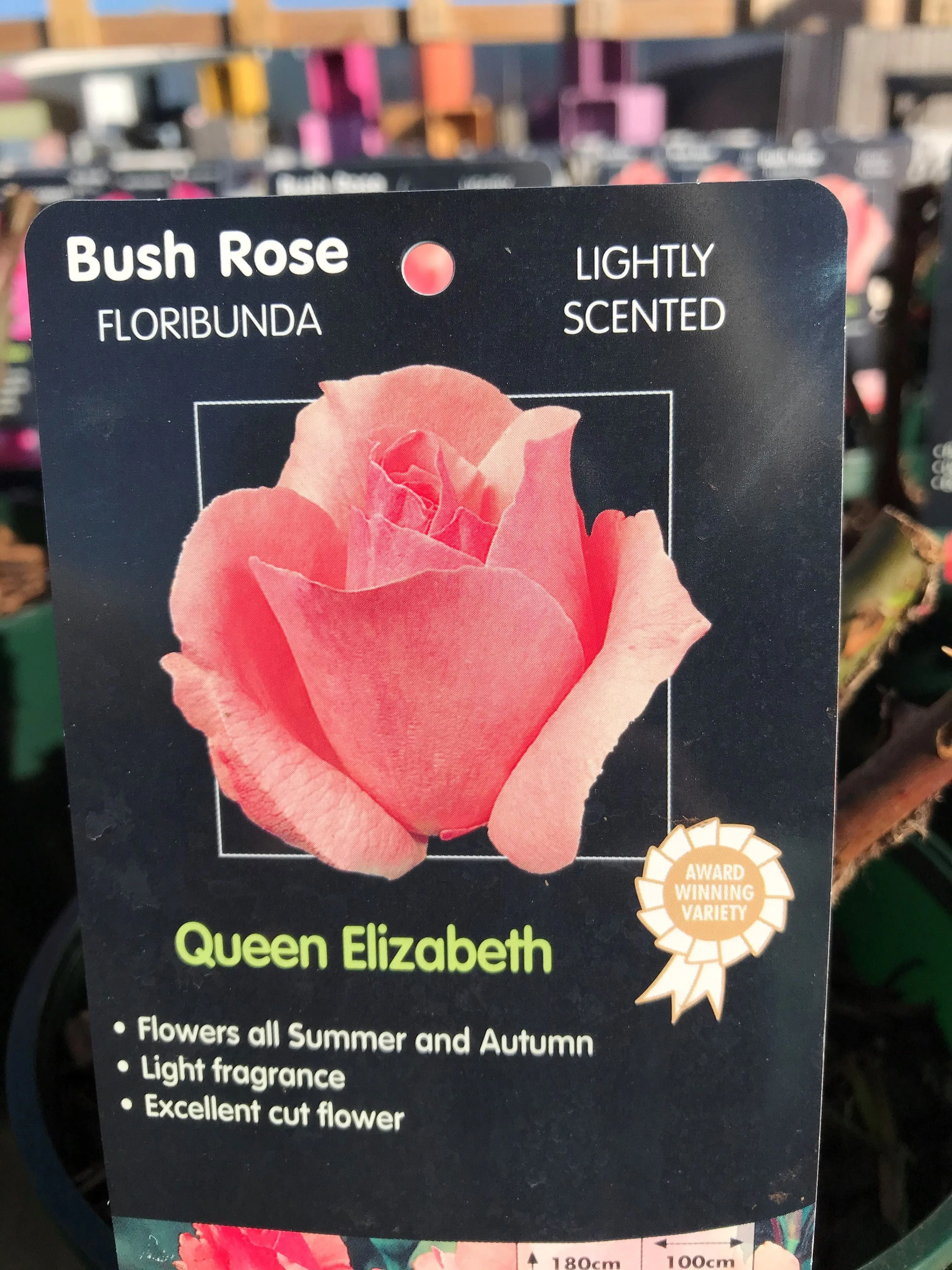 Bush Roses - Pinks/Blue, 3L