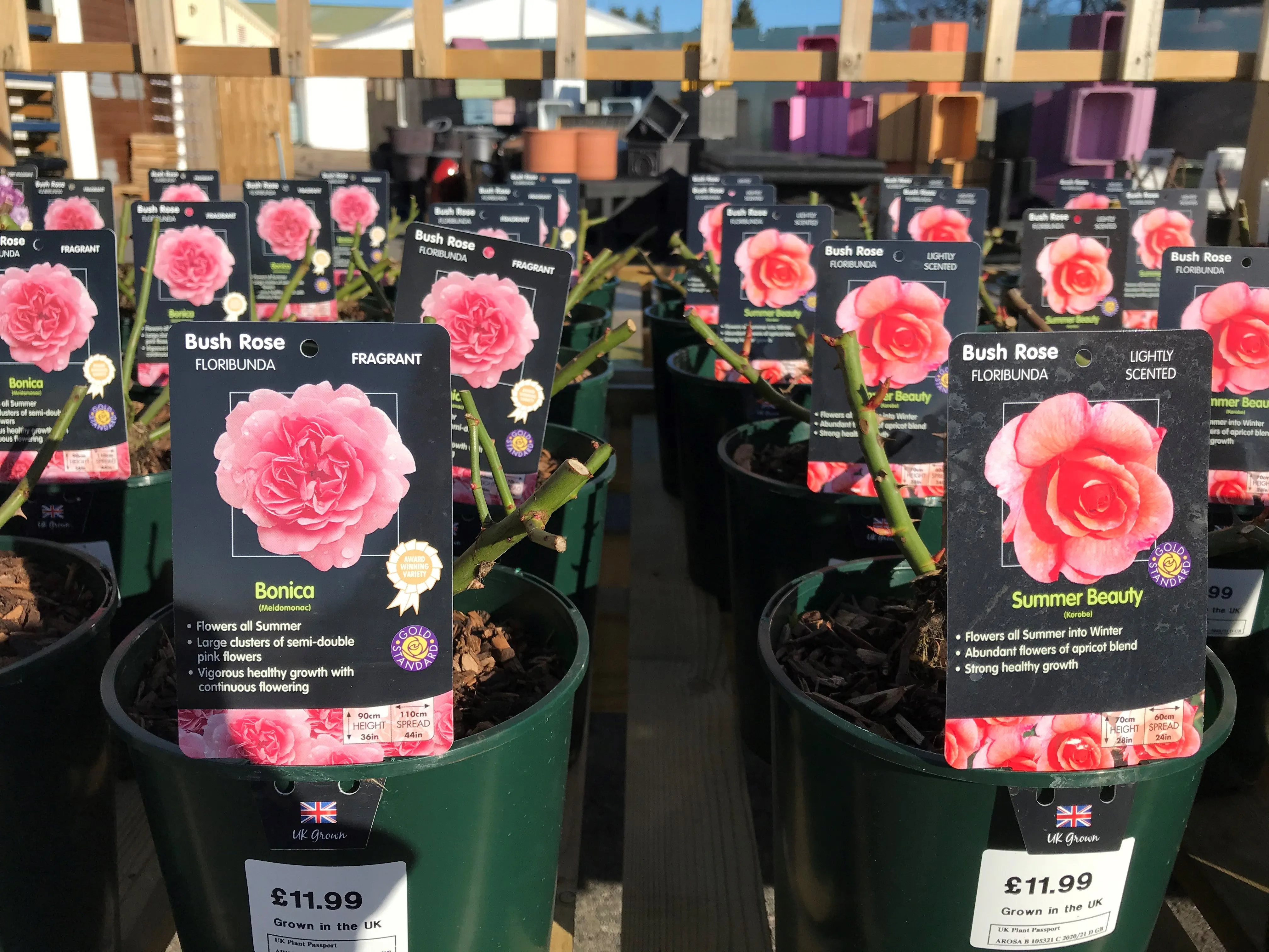 Bush Roses - Pinks/Blue, 3L