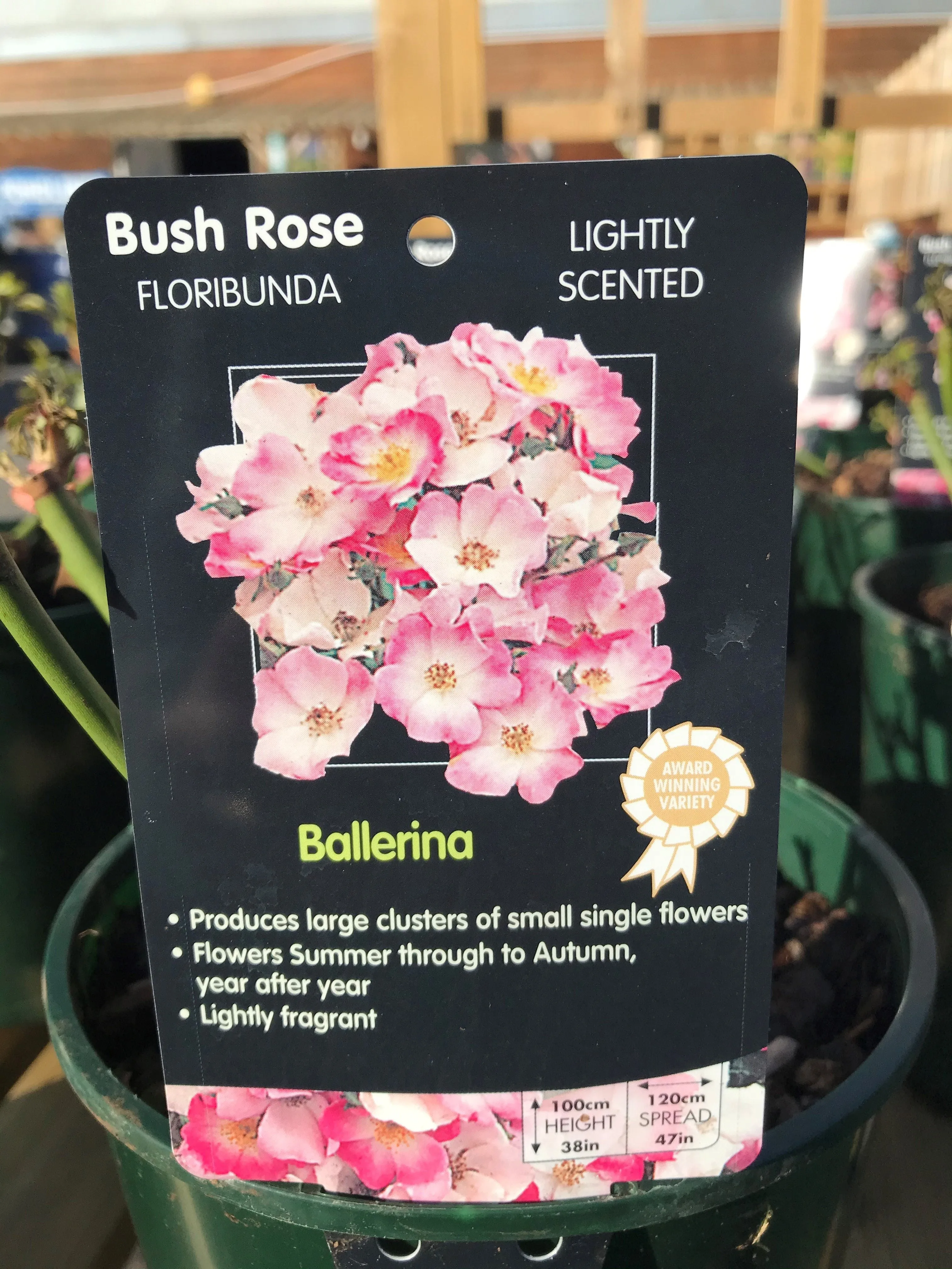 Bush Roses - Pinks/Blue, 3L