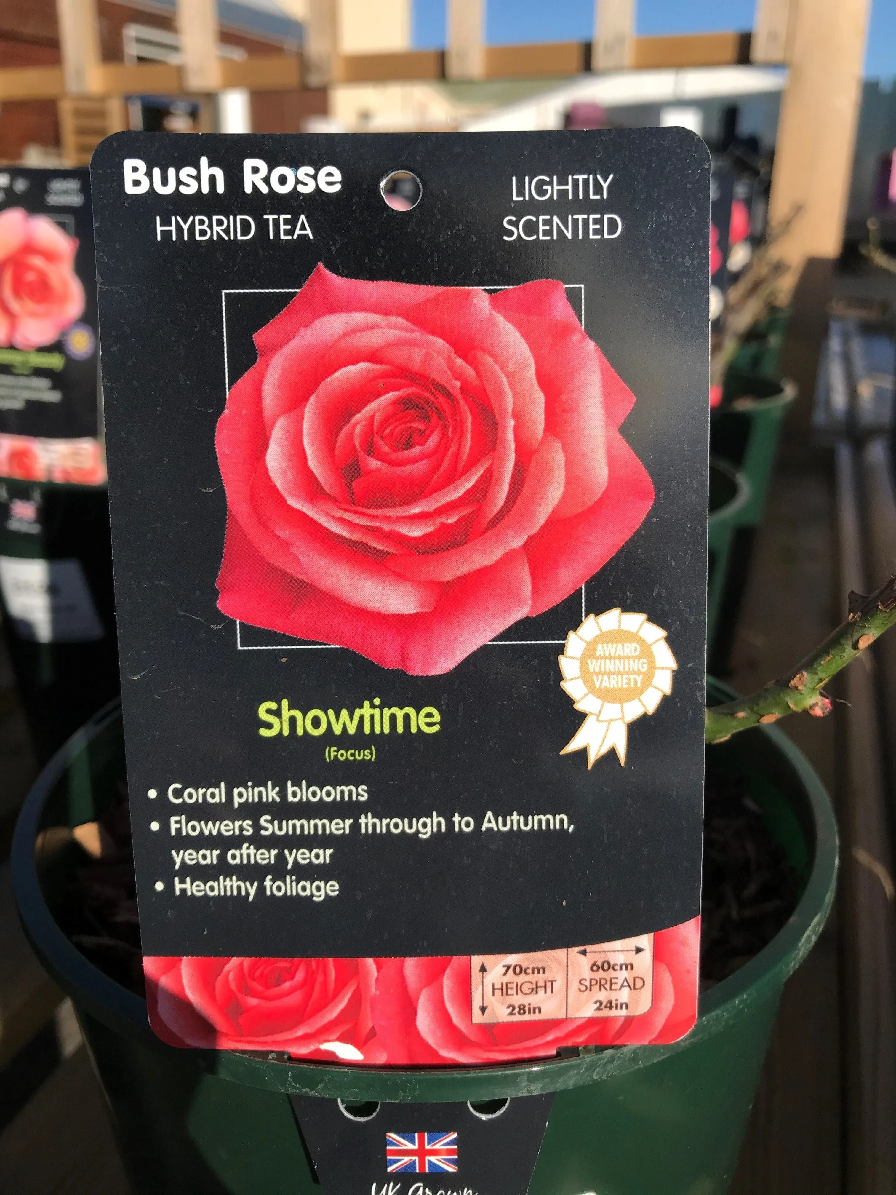 Bush Roses - Pinks/Blue, 3L