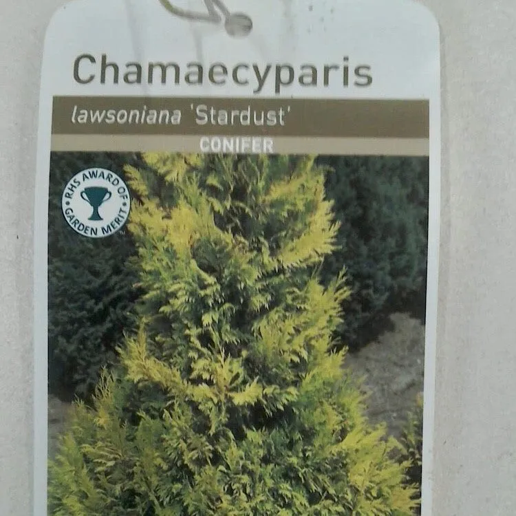 Chamaecyparis Stardust, 2L