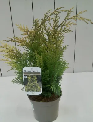 Chamaecyparis Stardust, 2L