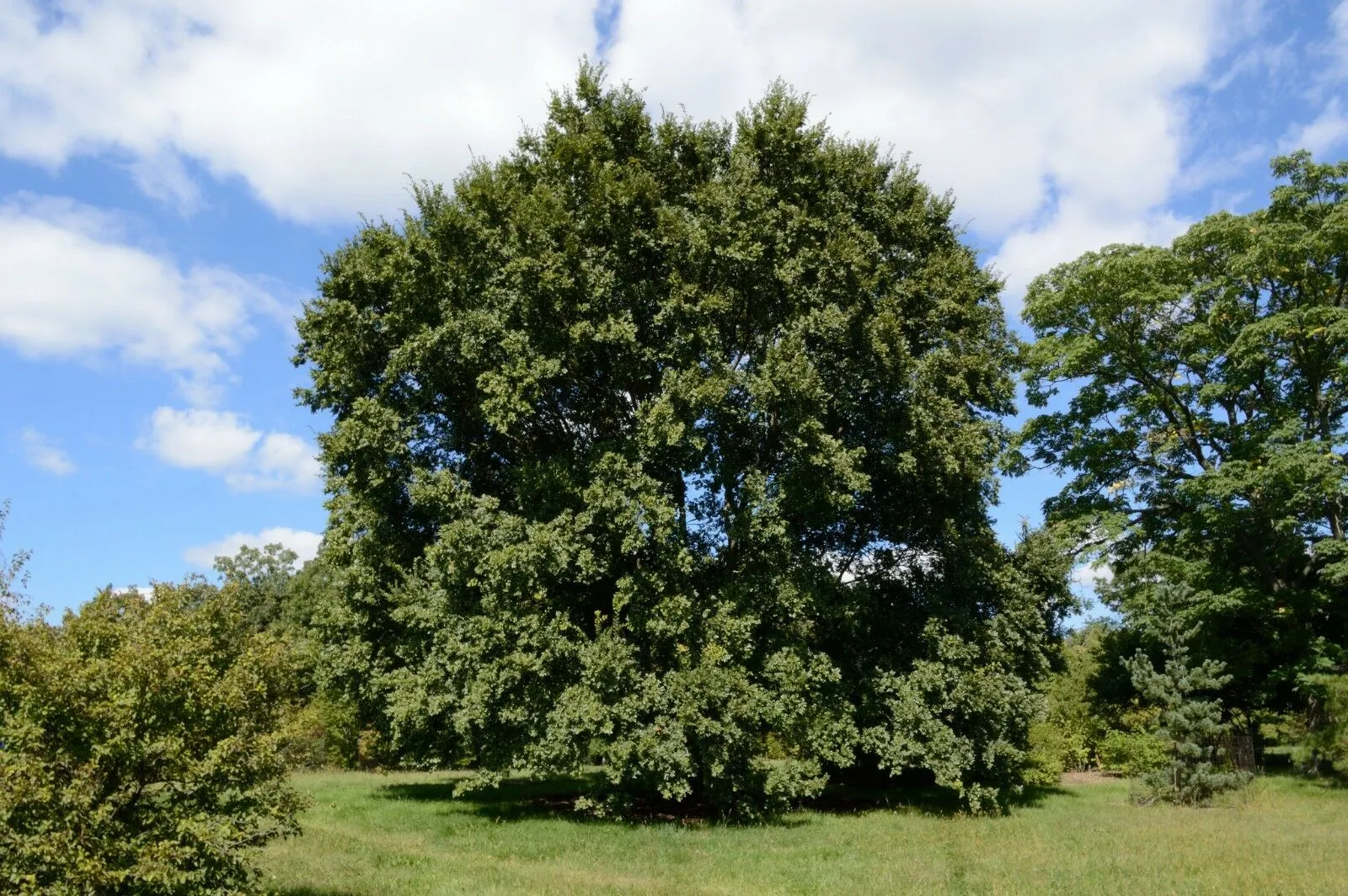 Chinese Elm Lacebark Elm Ulmus parvifolia 100 Seeds  USA Company