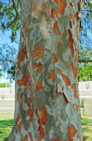 Chinese Elm Lacebark Elm Ulmus parvifolia 100 Seeds  USA Company