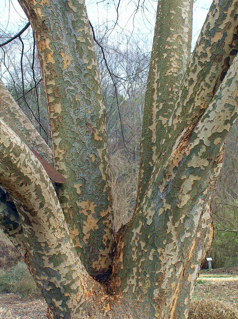 Chinese Elm Lacebark Elm Ulmus parvifolia 200 Seeds  USA Company
