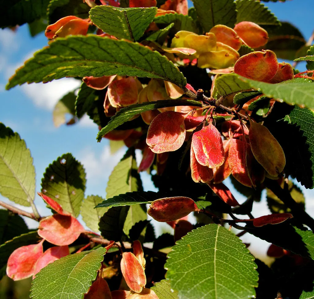 Chinese Elm Lacebark Elm Ulmus parvifolia 200 Seeds  USA Company