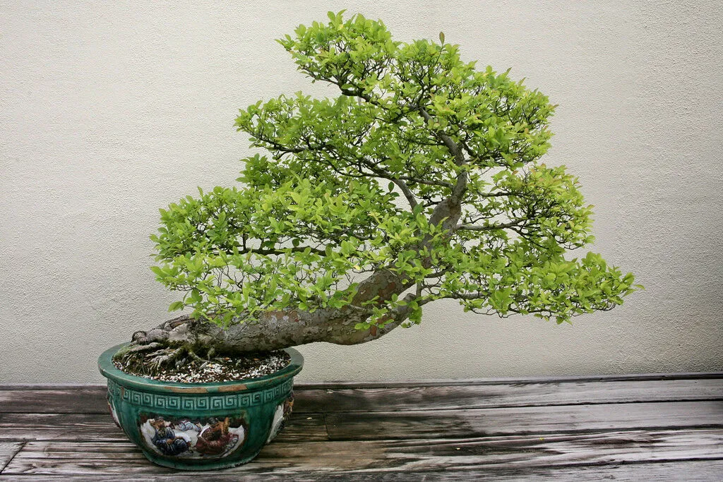 Chinese Elm Lacebark Elm Ulmus parvifolia 200 Seeds  USA Company