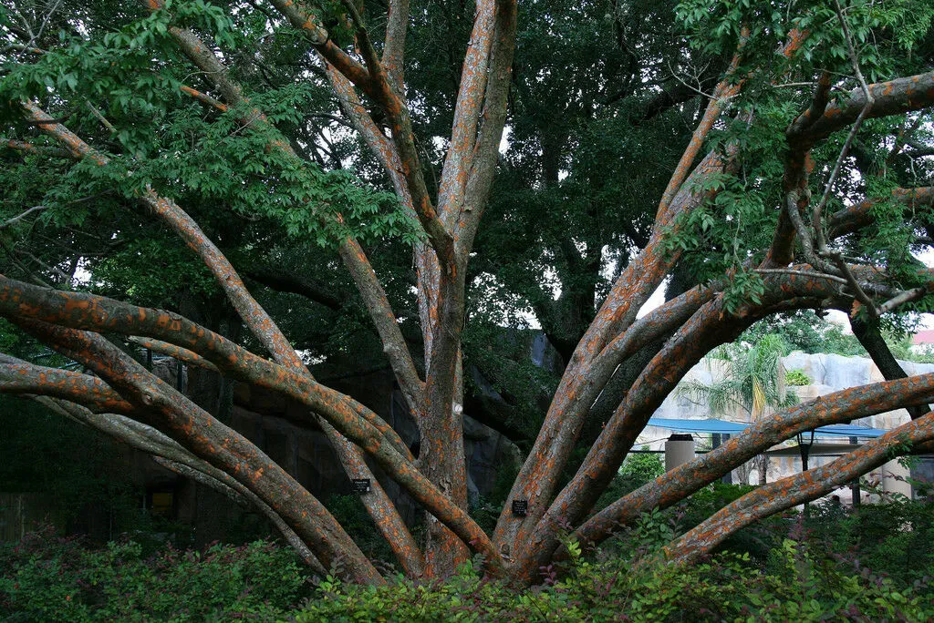 Chinese Elm Lacebark Elm Ulmus parvifolia 200 Seeds  USA Company