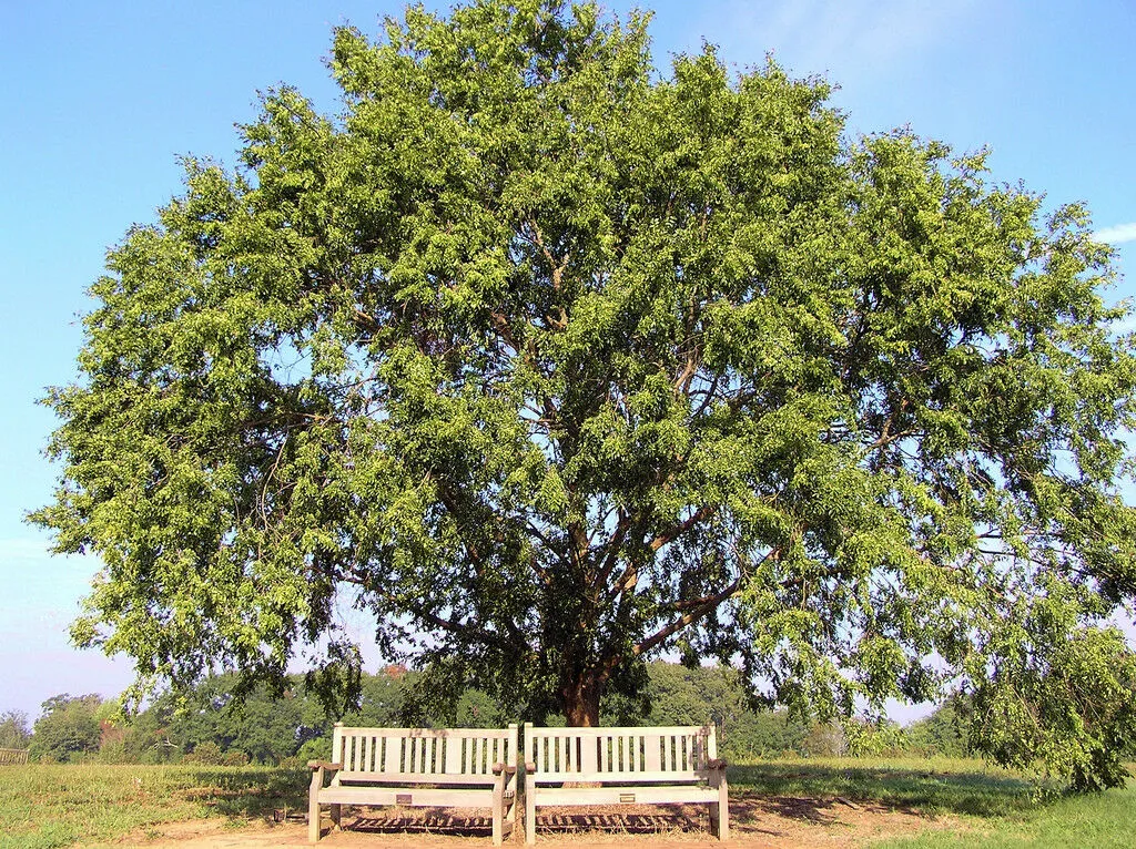 Chinese Elm Lacebark Elm Ulmus parvifolia 200 Seeds  USA Company