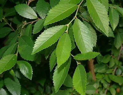 Chinese Elm Lacebark Elm Ulmus parvifolia 200 Seeds  USA Company