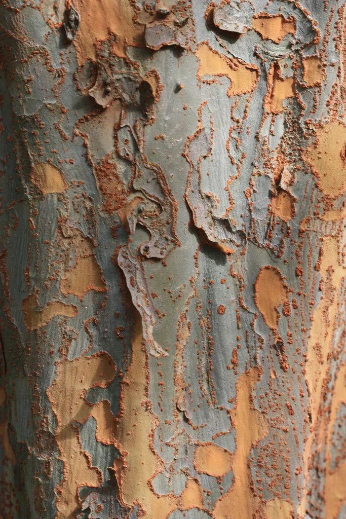 Chinese Elm Lacebark Elm Ulmus parvifolia 200 Seeds  USA Company