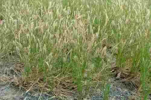 Chloris virgata - Feather Windmill grass / Restio / Ornamental Grass - Indigenous grass - 10 Seeds