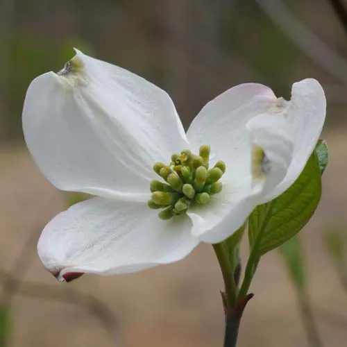 Cornus florida