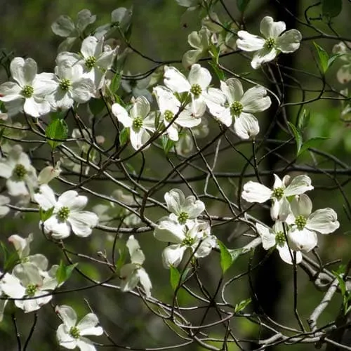 Cornus florida