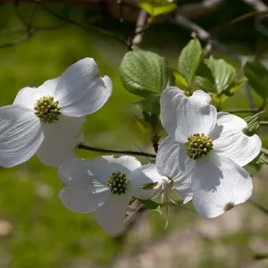 Cornus florida