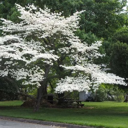 Cornus florida