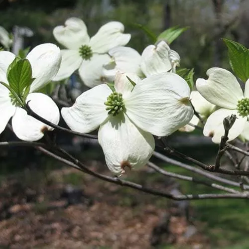 Cornus florida