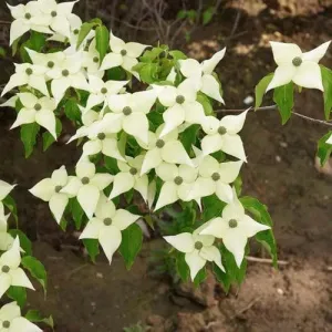 Cornus kousa Chinensis - Chinese Dogwood