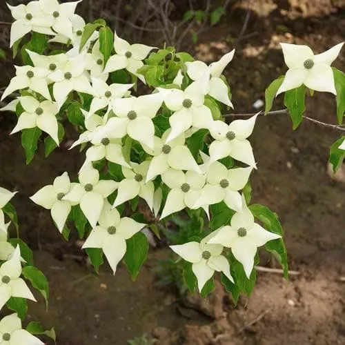 Cornus kousa Chinensis - Chinese Dogwood