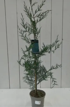 Cupressocyparis Leylandii, 3L
